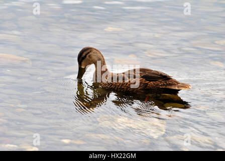 Giovani Mallard Duck in un fondale basso Foto Stock