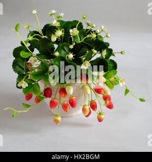 Incredibile argilla arte floreale con fragola pentola fare da argilla con fiore bianco, rosso fragole mature e foglia verde, prodotto artigianale per arredamento di casa Foto Stock