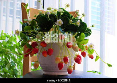 Incredibile argilla arte floreale con fragola pentola fare da argilla con fiore bianco, rosso fragole mature e foglia verde, prodotto artigianale per arredamento di casa Foto Stock