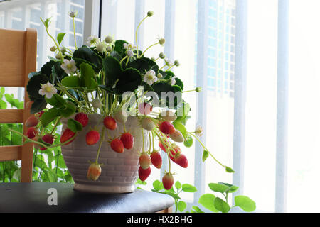 Incredibile argilla arte floreale con fragola pentola fare da argilla con fiore bianco, rosso fragole mature e foglia verde, prodotto artigianale per arredamento di casa Foto Stock