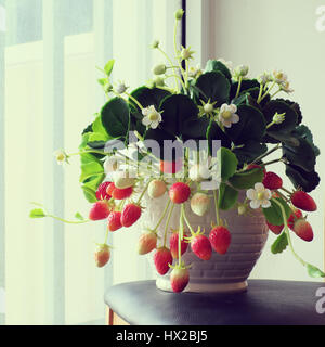 Incredibile argilla arte floreale con fragola pentola fare da argilla con fiore bianco, rosso fragole mature e foglia verde, prodotto artigianale per arredamento di casa Foto Stock