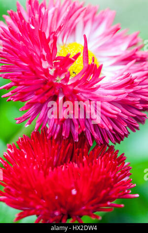 Cultivar da giardino di grandi fiori margherite inglese Daisy Foto Stock