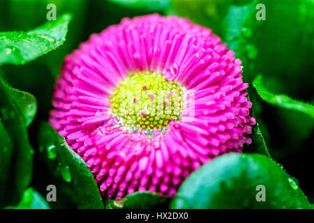 Giardino cultivar di grandi fiori margherite Foto Stock