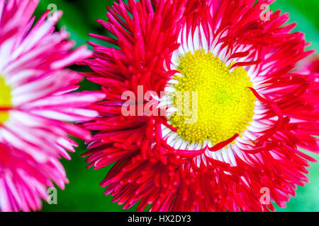 Giardino cultivar di grandi fiori margherite Foto Stock