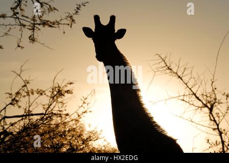 La giraffa in Silhouette lungo le rive del fiume Boteti in tegami di Makgadikgadi Parco Nazionale del Botswana Foto Stock