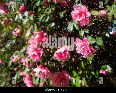 Camellia ' donazione" in piena fioritura visibile attraverso una finestra con focus sulle gocce di pioggia sul vetro e riflessioni in goccioline d'acqua. Foto Stock