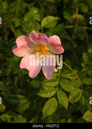 Una sola rosa selvatica rosa canina nel giugno sera la luce del sole. Un gambo di drappeggio con lembi verde e una splendida rosa rosa bloom con ciuffo di stami gialli. Foto Stock