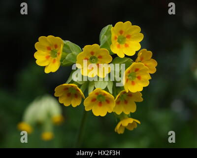 Primula vulgaris; comune cowslip crescente nel prato. Dettaglio macro dei broccoli e stami. Più cowslips in background. Foto Stock