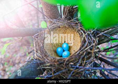 Nido con tre uova blu nella foresta,nuova generazione, riproduzione, molla, foresta uccelli, uccelli canori Foto Stock