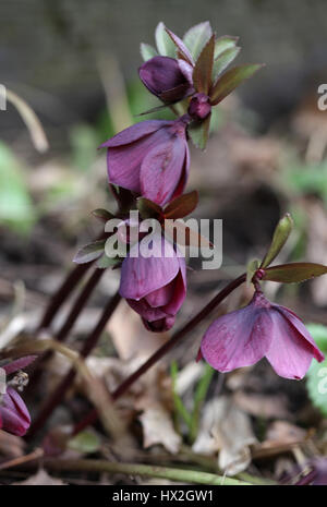ELLEBORO 2017 Foto Stock
