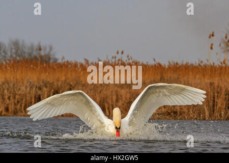Cigno sul lago blu con ali aperte nella giornata di sole,l'amore, la fedeltà simbolo, un simbolo di purezza, atah bianco, bianco piume, fauna selvatica, aiuto, bellezza naturale Foto Stock