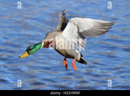 Un maschio di Mallard duck battenti per atterrare su un lago. Foto Stock