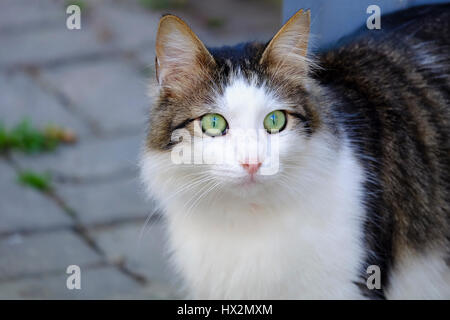 La splendida Green Eyed e soffice Cat Foto Stock