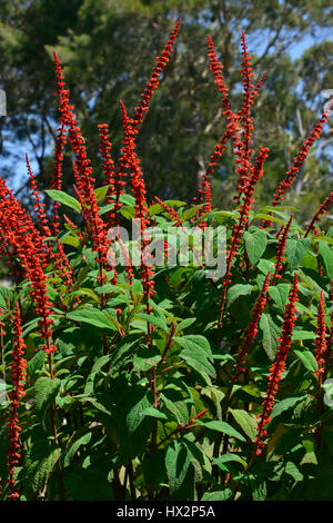 Visualizzazione verticale di rosso Salvia steli, insieme contro le foglie verdi. Foto Stock