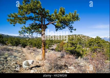 Color platino Golden Retriever cane, Pinus ponderosa, ponderosa pine, bull pine, blackjack, pino western yellow pine, con montagne rocciose al di là, L Foto Stock