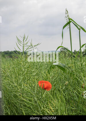 Un singolo popply in un campo di erba sotto un cielo coperto cielo nuvoloso Isle de France, dal basso Foto Stock