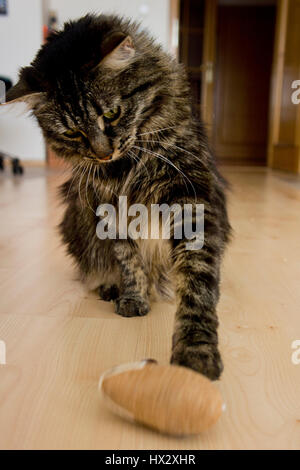 Cat giocando con un mouse ripiene toy Foto Stock
