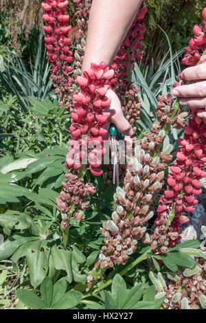 Dead-voce un lupin (Lupinus) Foto Stock
