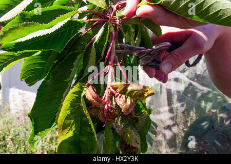 Intestatura le punte arricciate di ciliegio commestibili alberi infestati con blackfly Foto Stock