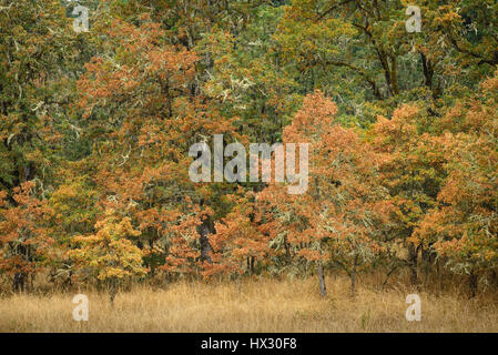 Oregon bianco alberi di quercia in autunno; Mount Pisgah arboreto, Willamette Valley, Oregon. Foto Stock