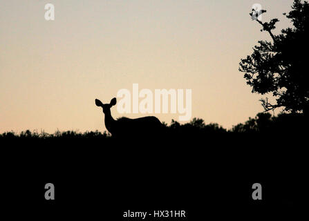 Kudu antilopi si stagliano contro il cielo durante il tramonto su un safari in una riserva privata in Sud Africa dal 18 marzo 2017. © Giovanni Voos Foto Stock