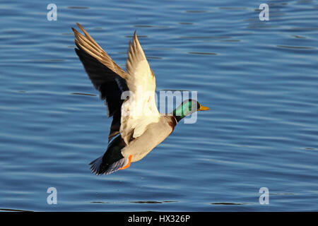 Un maschio di Mallard duck volare fino da un lago Foto Stock