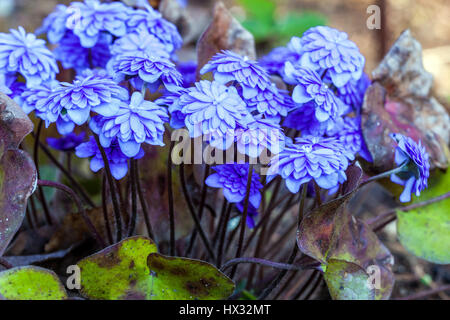 Hepatica nobilis "" Plena, hepaticas blu Foto Stock