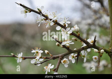 Un primo piano di un ramo di fioritura del prugnolo / Sloe (Prunus spinosa). Mostra bianco quattro-petalled fiori con antere arancione e alcuni nuovi flower bu Foto Stock