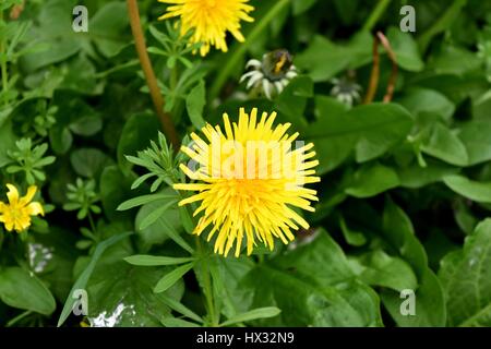 Una chiusura del fiore del comune di tarassaco (Taraxacum officinale). Un membro delle Asteraceae (Compositae) famiglia. Foto Stock