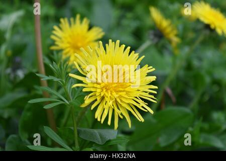 Una chiusura del fiore del comune di tarassaco (Taraxacum officinale). Un membro delle Asteraceae (Compositae) famiglia. Foto Stock