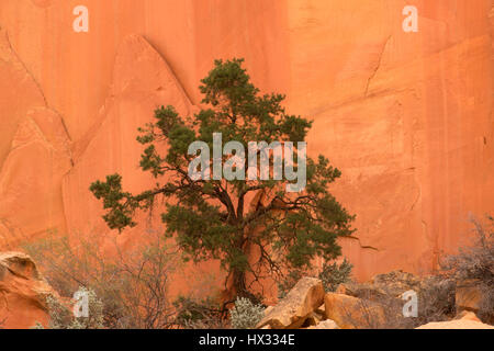 Arazzi alle pareti con pinyon pine, Capitol Reef National Park nello Utah Foto Stock