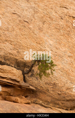 Pino in Capitol Gorge, Capitol Reef National Park nello Utah Foto Stock