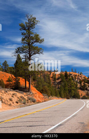 Autostrada 12 in rosso Canyon, Dixie National Forest, Highway 12 Scenic Byway, Utah Foto Stock