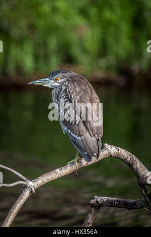 I capretti striati Heron seduto su un albero nel fiume Chobe, Botswana. Foto Stock