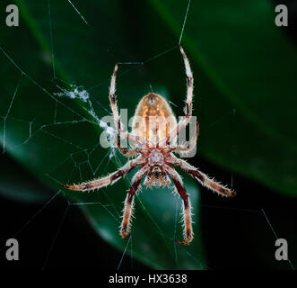 La parte inferiore del giardino Orb Weaver (Eriophora transmarina), Nuovo Galles del Sud, NSW, Australia Foto Stock