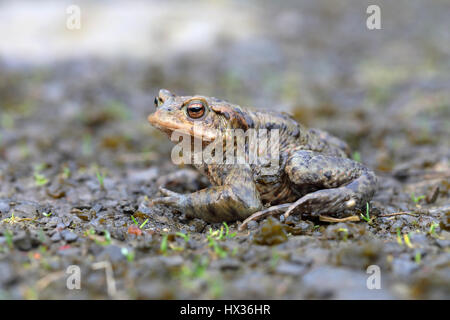 Il rospo comune (Bufo bufo) seduto sul suolo umido e Malscheid Riserva Naturale, Siegerland, Nord Reno-Westfalia, Germania Foto Stock