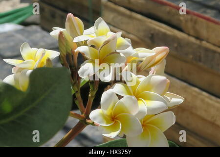 Fiori di plumeria, frangipani sono più fragranti di notte al fine di esca sphinx falene per impollinare loro. un arbusto o un piccolo albero con fiori geogeous. Foto Stock