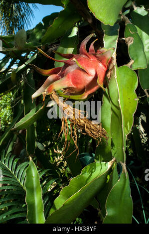 Drago Rosso frutto (Hylocereus costaricensis), o Pitaya, maturazione in sun. Foto Stock
