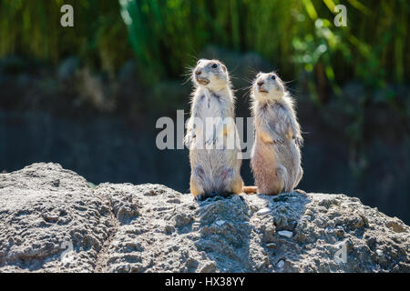 Due piedi dritto Praire cani Foto Stock