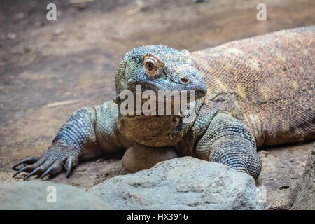 Drago di Komodo - la lucertola più grande del mondo Foto Stock