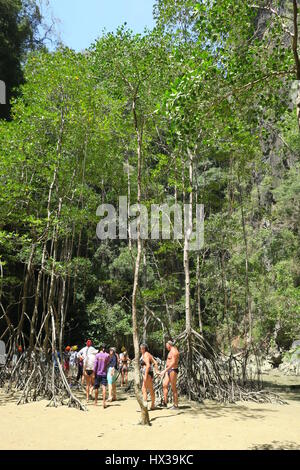 Alberi di mangrovia in laguna poco profonda su panak island, Thailandia Foto Stock