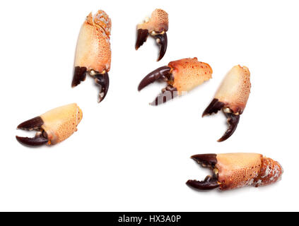 Pinze cotto da crab isolati su sfondo bianco Foto Stock