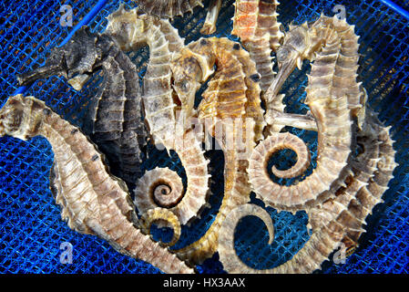 Corpo e texture di cavalluccio marino secco foto all'aperto in un lato illuminazione sole e ombra scura Foto Stock