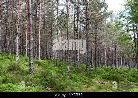 Pino silvestre, Pinus sylvestris, cresce in piantagioni forestali Braemar, Scotland, Regno Unito Foto Stock