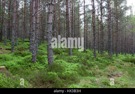 Pino silvestre, Pinus sylvestris, cresce in piantagioni forestali Braemar, Scotland, Regno Unito Foto Stock