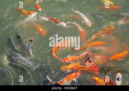 Un sacco di colorati di carpe koi sono il nuoto in acqua fredda in stagno in un parco sull'isola di Phuket in Thailandia. Foto Stock