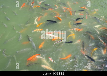 Un sacco di colorati di carpe koi sono il nuoto in acqua fredda in stagno in un parco sull'isola di Phuket in Thailandia. Foto Stock