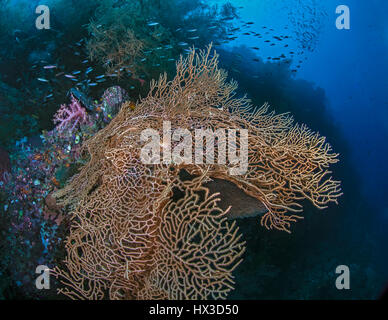 Un mare di colore arancione con ventola hawkfish residente su una parete verticale è contorto da rigida oceano corrente. Raja Ampat, Indonesia. Foto Stock