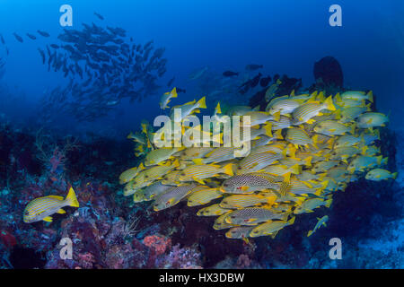 Nastro giallo sweetlips, pesci tropicali, scuola di pesce, secca, Coral reef, seascape, subacquea, sottomarini, immersioni scuba diving in acqua, marine lif Foto Stock