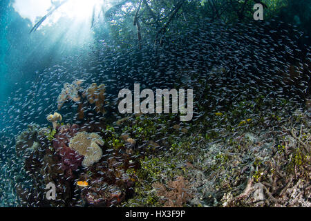 I capretti trusty scuola blennies sul bordo di un blu acqua mangrove in Raja Ampat, Indonesia. Questa regione è nota per i è la biodiversità marina. Foto Stock